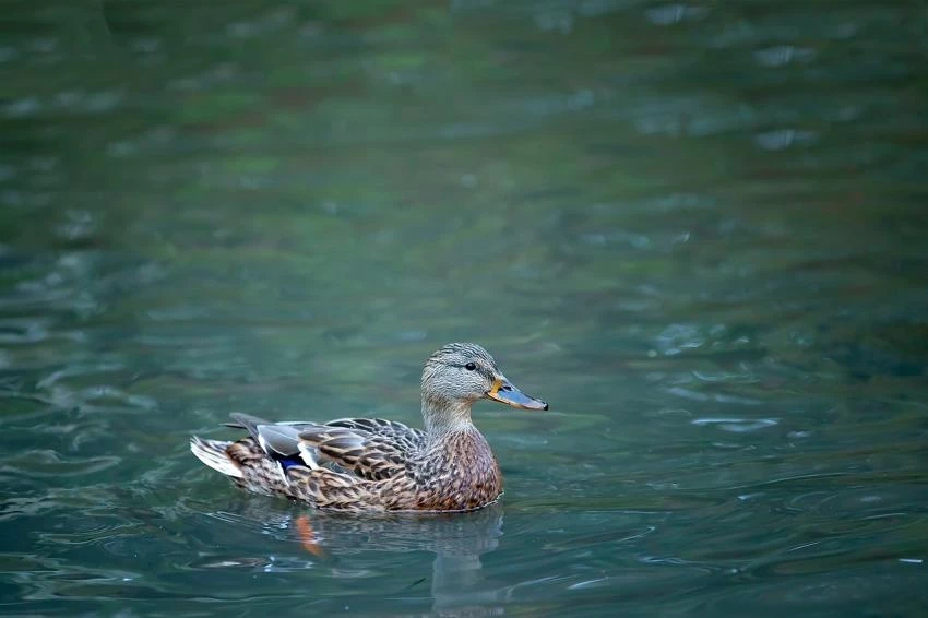 Врач Гильденскиольд предупредил об угрозе подхватить церкариоз в водоемах с утками