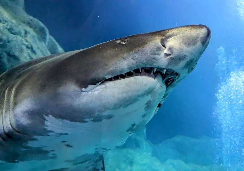 Составлен Топ-5 правил для спасения при встрече с акулой