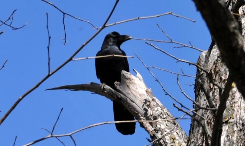 Ботанический сад Владивостока уберёт урны с территории из-за нашествия ворон