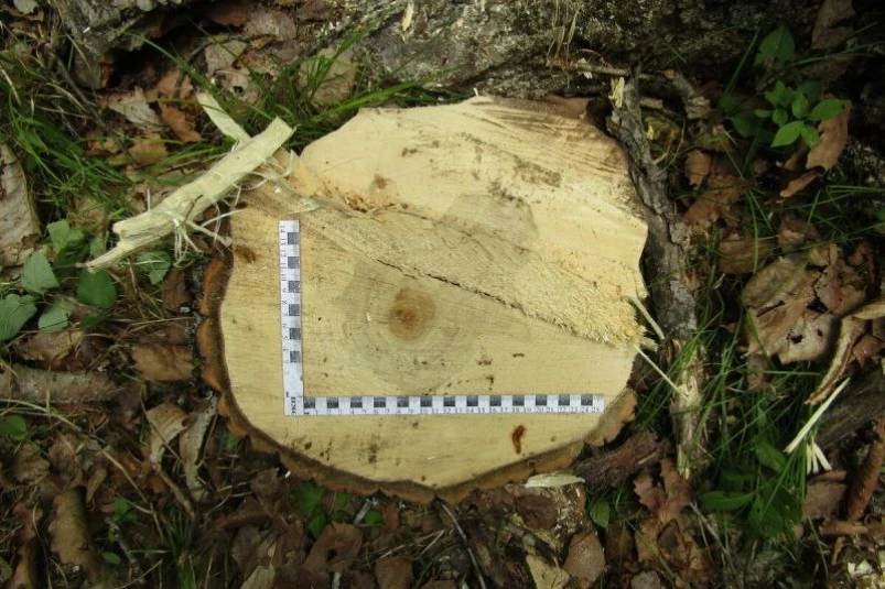 “Черного” лесоруба задержали с поличным в Приморье