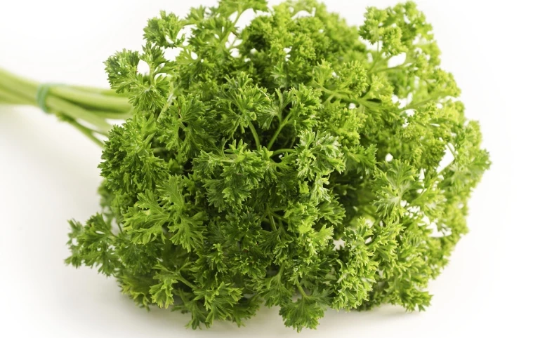 Раскрыто влияние петрушки на женское здоровье