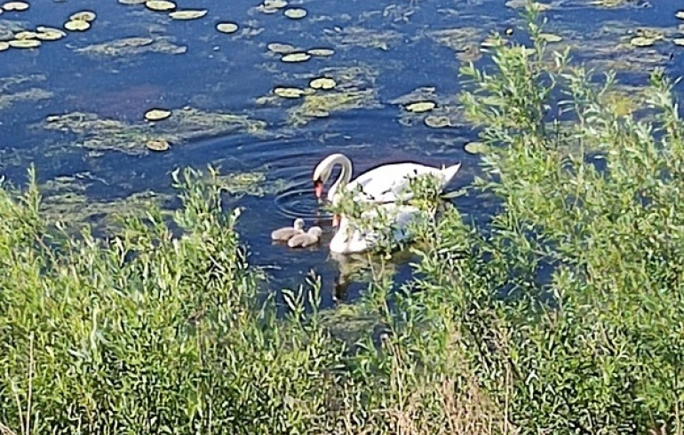 В Челябинской области краснокнижные лебеди показали своё потомство