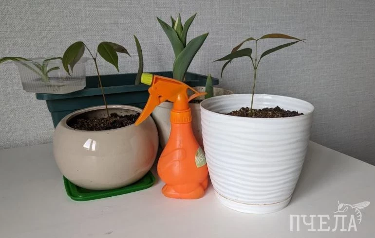 Как бороться со щитовкой — вредителем комнатных и садовых растений