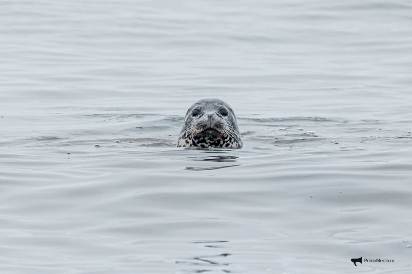 Минприроды Приморья определило, кто представит регион на Международном симпозиуме