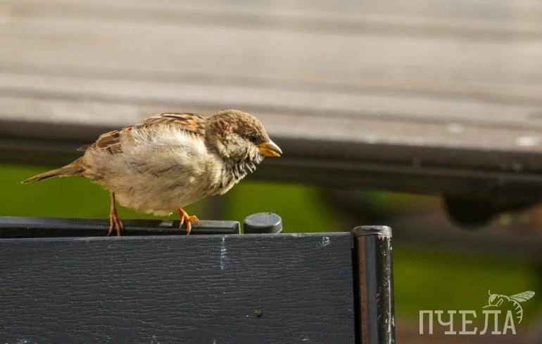 На Южном Урале в среду потеплеет до +25 градусов