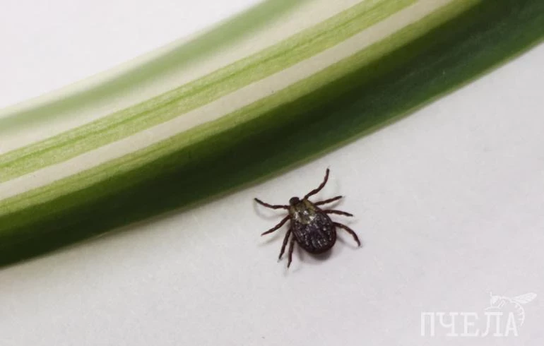 В Челябинской области у 120 человек заподозрили клещевой энцефалит