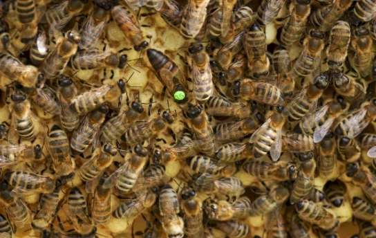 Многоквартирный дом в Екатеринбурге превратился в огромный улей