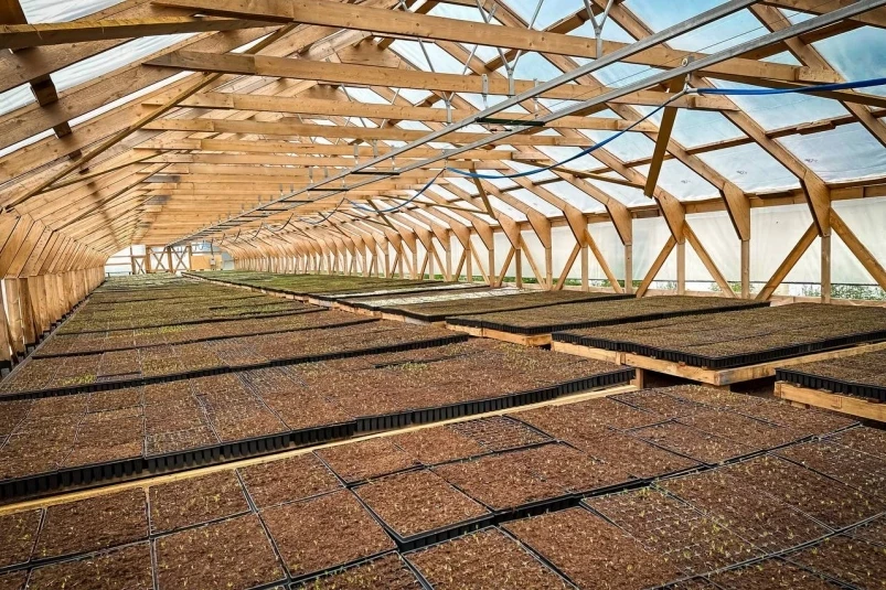 Новая жизнь: первые сеянцы лиственницы и кедра взошли в теплице НЗМУ