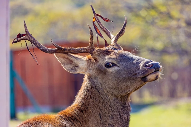 Проверка знаний для людей, влюбленных в природу Приморья – ТЕСТ