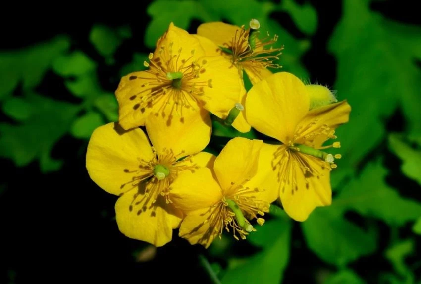 Онколог Самойленко объяснил опасность прижигания родинок чистотелом