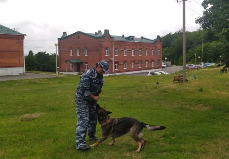 От поиска наркотиков до конвоя – как в Приморье готовят служебных собак