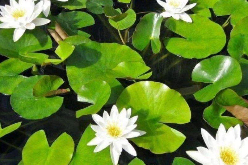 Водяные лилии украсят поверхность Соленой протоки в пригороде Владивостока