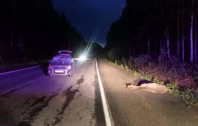 В Челябинской области женщина за рулём Ford насмерть сбила лося