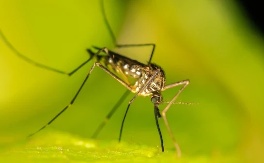 Иммунолог Быков предупредил о риске анафилактического шока при укусах комаров