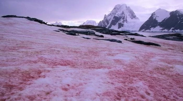 В США горы окрасились в «арбузный» снег