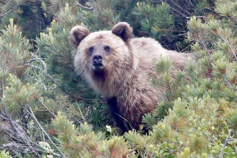 В Магадане медведь задрал человека