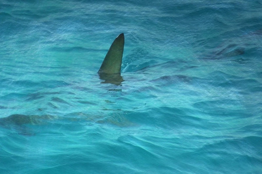 Ученые объяснили, может ли мегалодон и сейчас существовать в глубинах океане