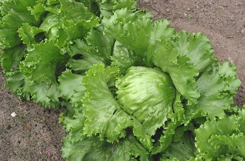 Растительный инсулин из салата-латука снижает риск гипогликемии и может приниматься перорально