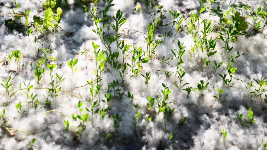 Жители и гости Петербурга жалуются на заваленные тополиным пухом улицы