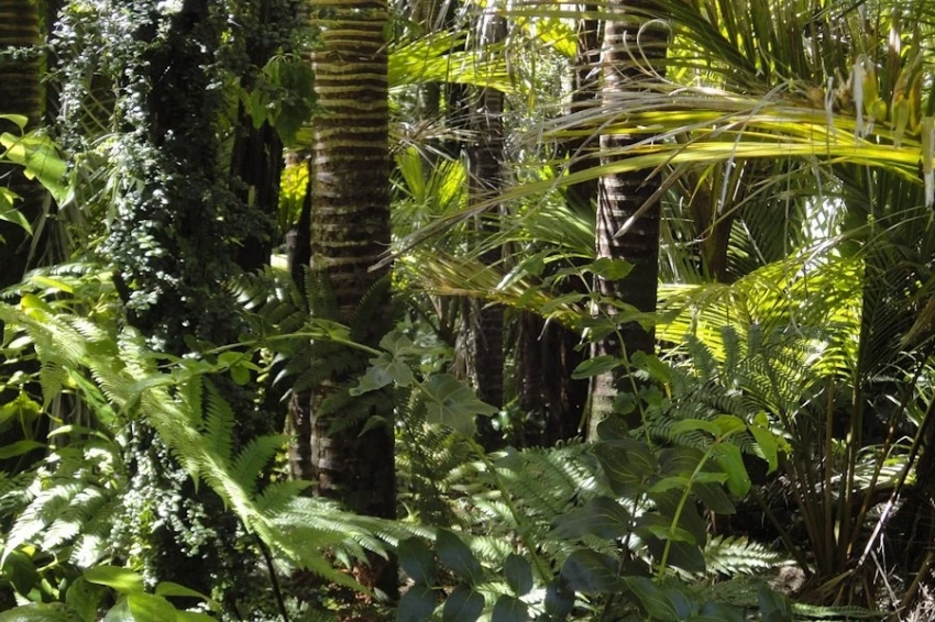 Ученые предсказали скорое исчезновение тропических лесов Амазонии