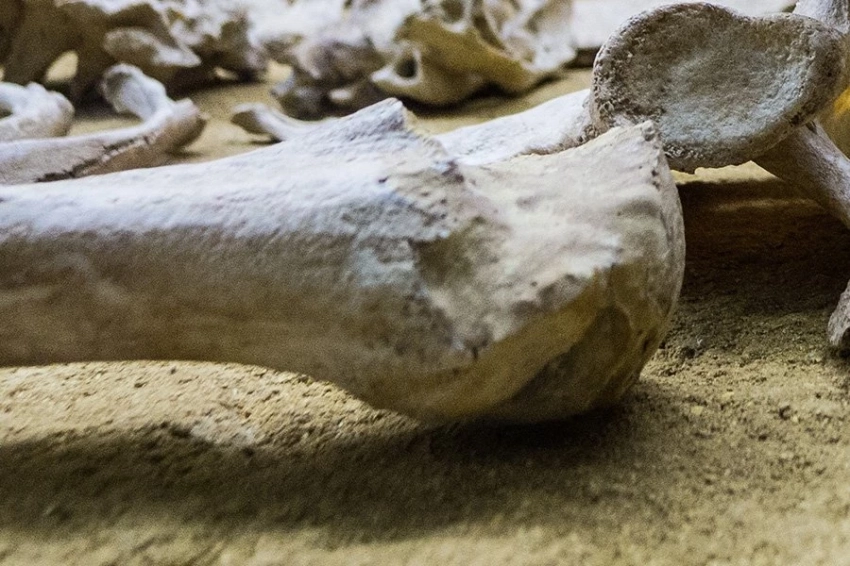 Ученые обнаружили в Кении древнейший известный пример насилия среди древних людей