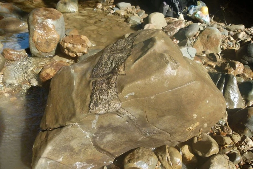 Смертоносный циклон обнажил окаменелости гигантских морских существ, живших 80 миллионов лет назад