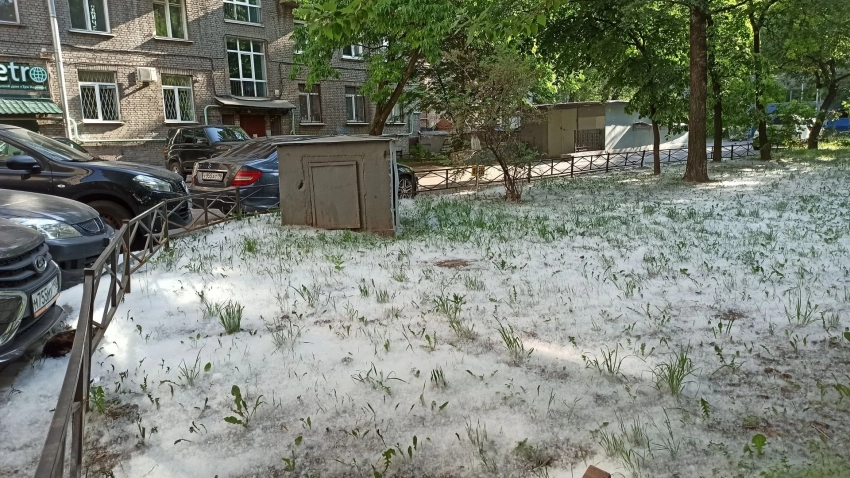 Курбатова призвала содержать Петербург в чистоте для предотвращения аллергии у горожан из-за тополиного пуха