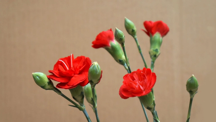 Госдума РФ установила 3 сентября Днем Победы над милитаристской Японией