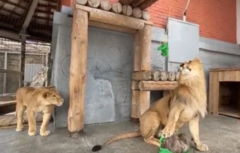 Лев Север-Алай из челябинского зоопарка начал обижать невесту