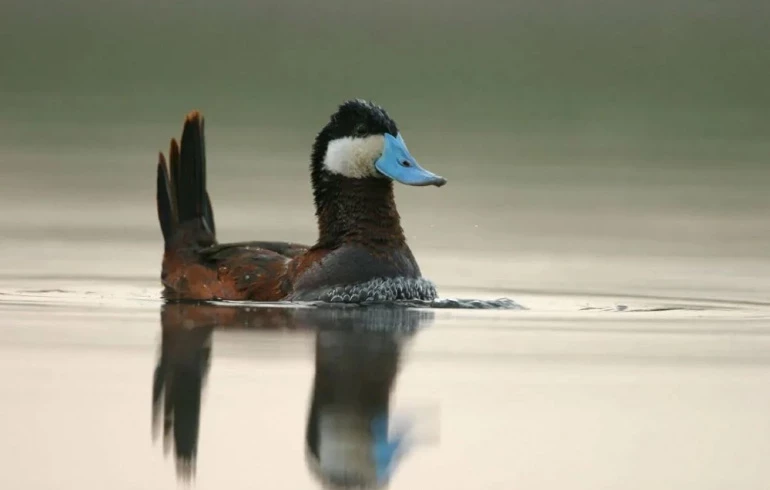 Редкой краснокнижной птице, обитающей в Челябинской области, усилят защиту