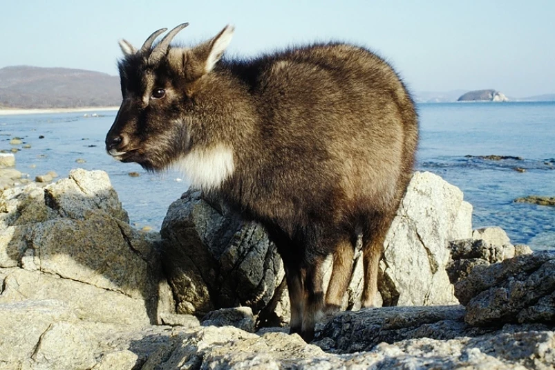 Редкий амурский горал искупался в море у берегов Приморья и попал на видео