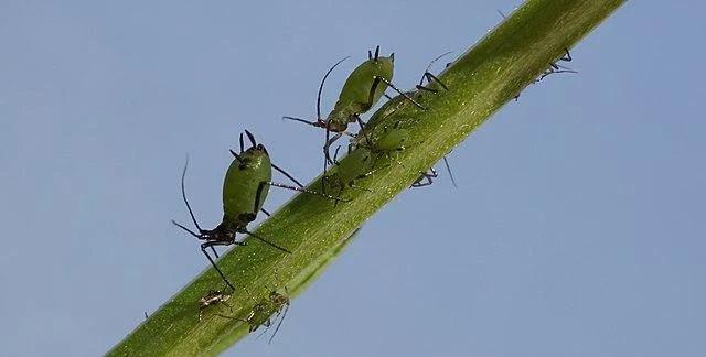 В Нью-Йорке местные жители сравнили нашествие насекомых с «библейской чумой»