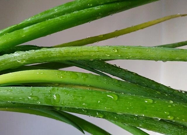 Нутрициолог Дьяченко рассказала о пользе зеленого лука для мозга