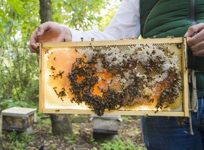 Депутат Чаплин: Соседей, держащих пасеку, можно оштрафовать за укусы пчел