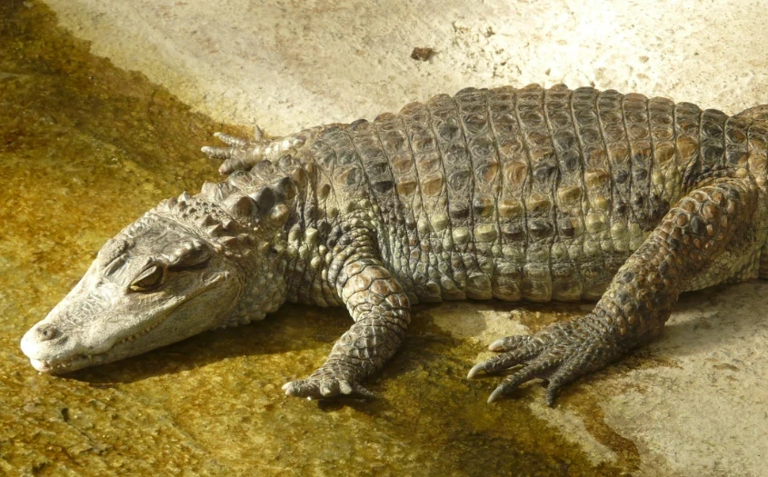 Мэр мексиканского города Сан-Педро-Уамелула женился на крокодиле