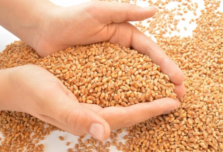 Эксперты назвали политически отыгравшей свое зерновую сделку
