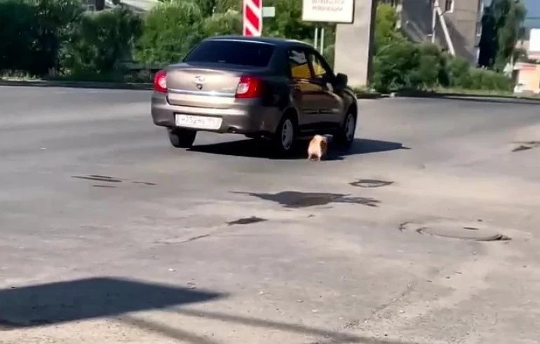 В Челябинской области живодёры заставили собаку бежать на поводке за машиной