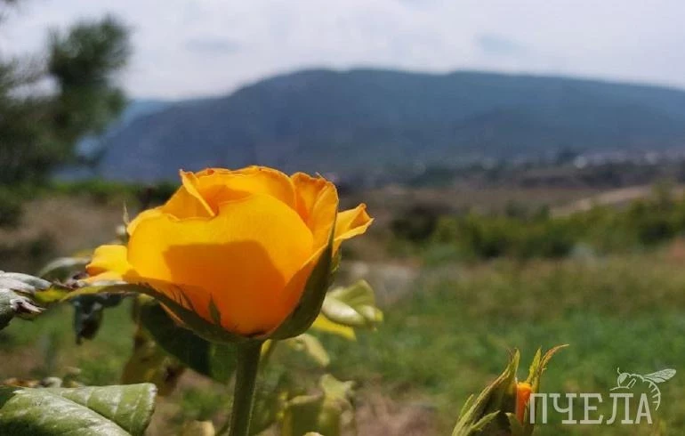 В Челябинской области на фоне 38-градусной жары пройдут небольшие дожди и грозы