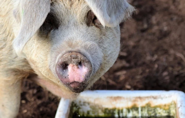 Россия планирует стать крупнейшим в мире экспортером свинины