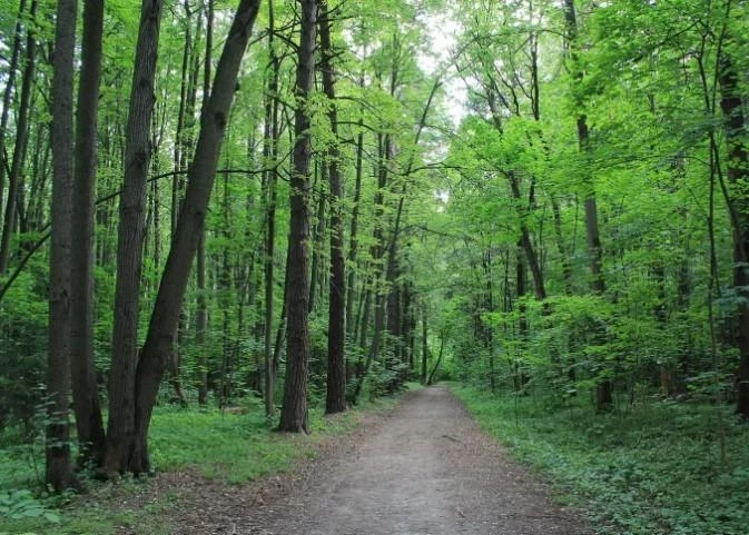 Насильника, напавшего в московском лесопарке на девушку, отпугнул прохожий