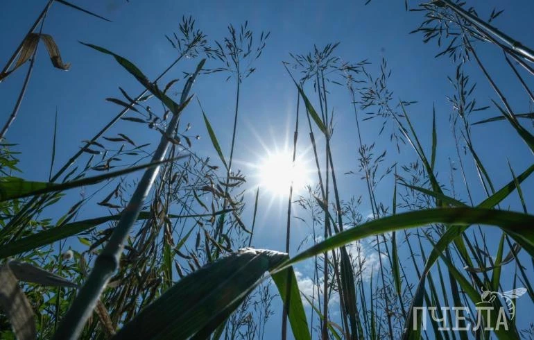 Жара на Южном Урале усилится до +33 градусов