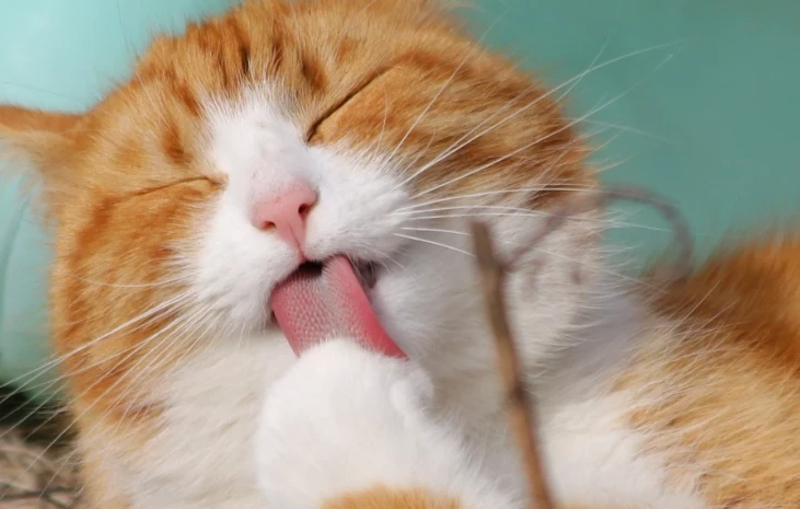 Пропавшего в аэропорту Внуково кота нашли спустя неделю