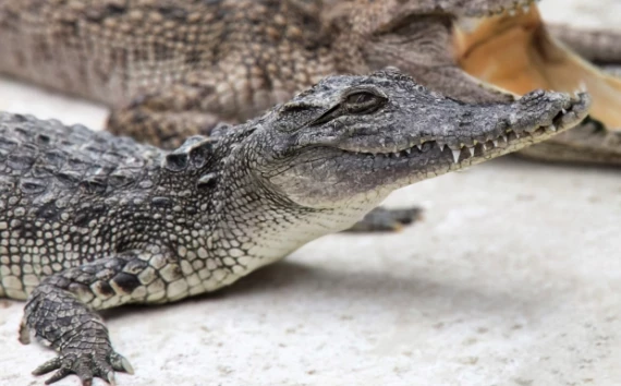 В Австралии крокодил схватил за руку 67-летнего пенсионера
