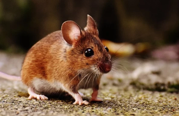 Москвичка пожаловалась на мышь, доставленную ей в заказе с Ozon