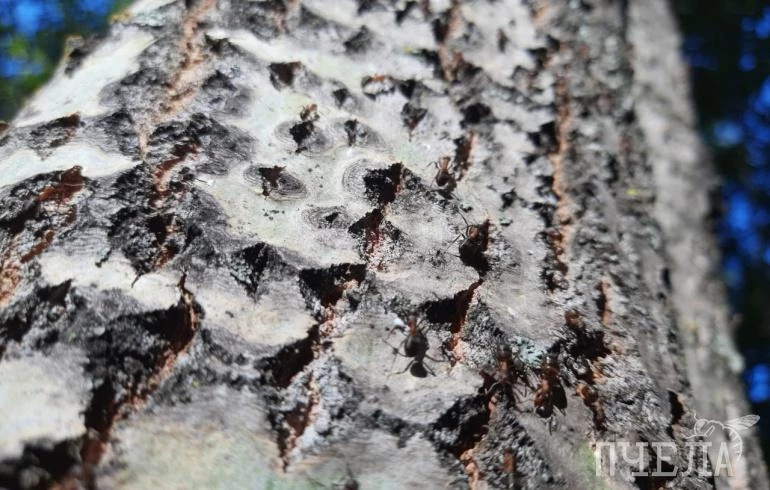 Как избавиться от муравьёв в огороде без пестицидов