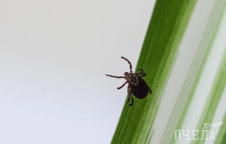 На Южном Урале 140 человек попали в больницу с подозрением на клещевой энцефалит