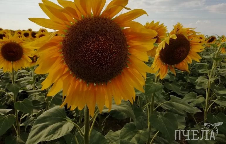 Челябинский Сбербанк профинансирует строительство завода по переработке семян в Республике Адыгея
