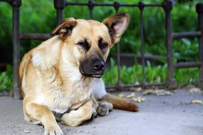 Депутата Госдумы обвинили во лжи за несказанные им слова об эвтаназии животных в приютах
