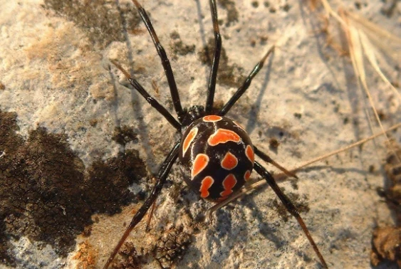 Роспотребнадзор: Южные регионы России наводнили смертельно ядовитые пауки