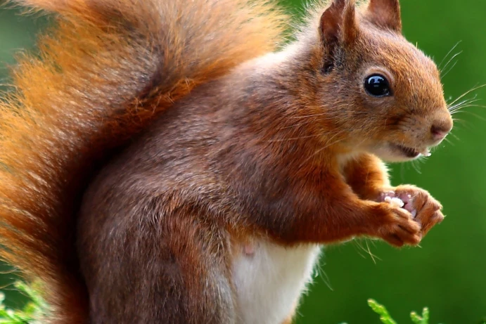 В Красноярске белка прорвалась в квартиру и напала на хозяина